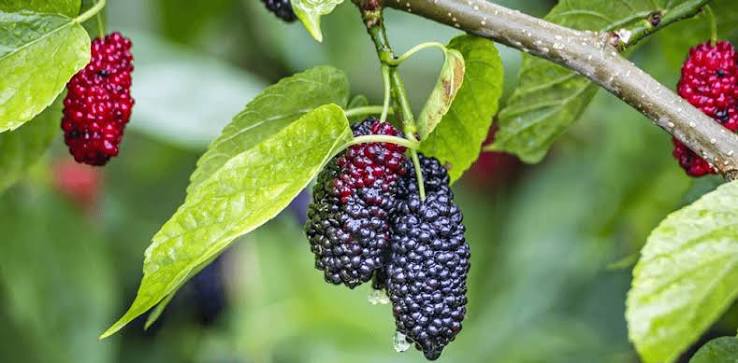 Mulberry Leaf Extract